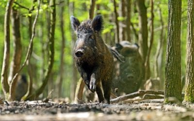 Easy Ways to Make Hog Hunting Bait in Your Own Kitchen