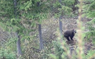 Ever Considered Hunting Black Bear With a Predator Call?