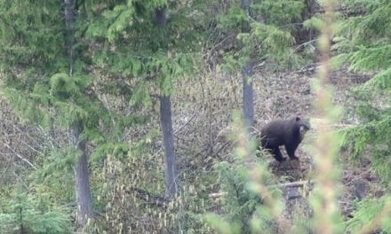 Ever Considered Hunting Black Bear With a Predator Call?