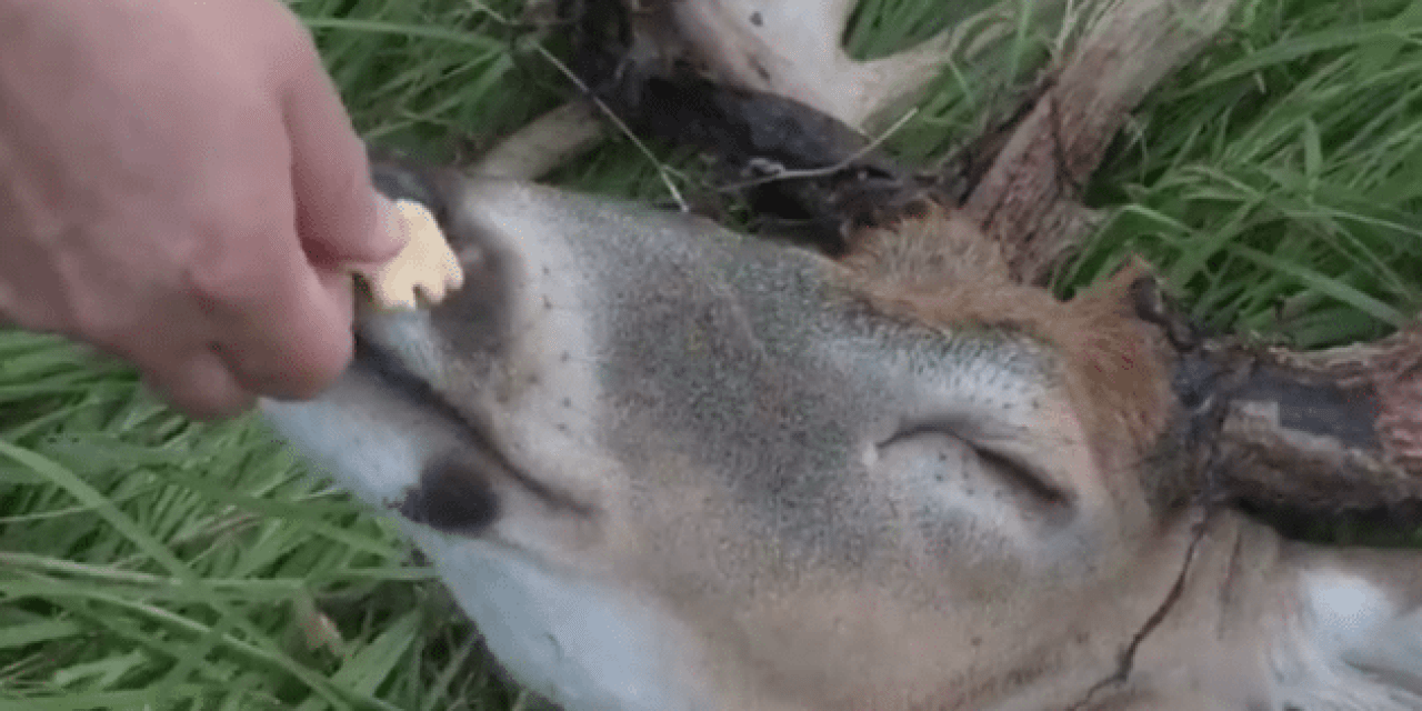 Giant Buck Get’s Hand-Fed Animal Crackers