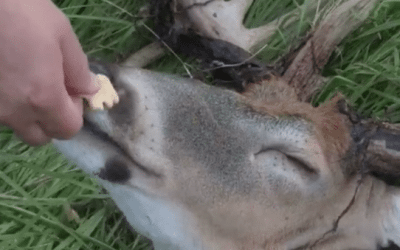 Giant Buck Get’s Hand-Fed Animal Crackers