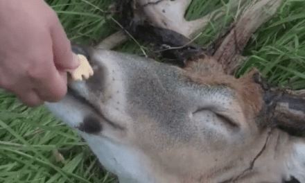 Giant Buck Get’s Hand-Fed Animal Crackers
