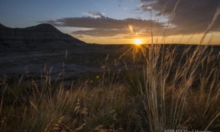 Grassland tribute