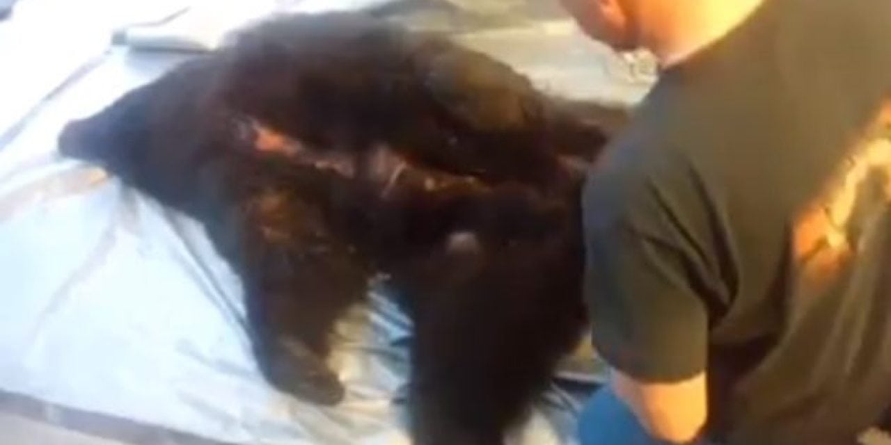 Here’s a Proper Skinning Technique for Your Harvested Spring Bear