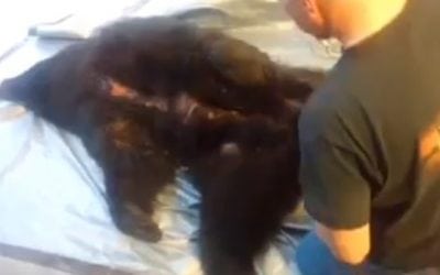 Here’s a Proper Skinning Technique for Your Harvested Spring Bear