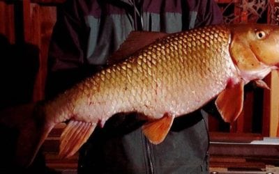 Huge Silver Redhorse Sets Minnesota Record