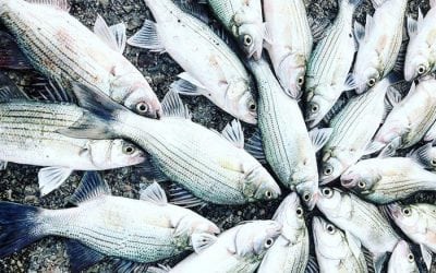 It’s time to get outside and fish in Utah