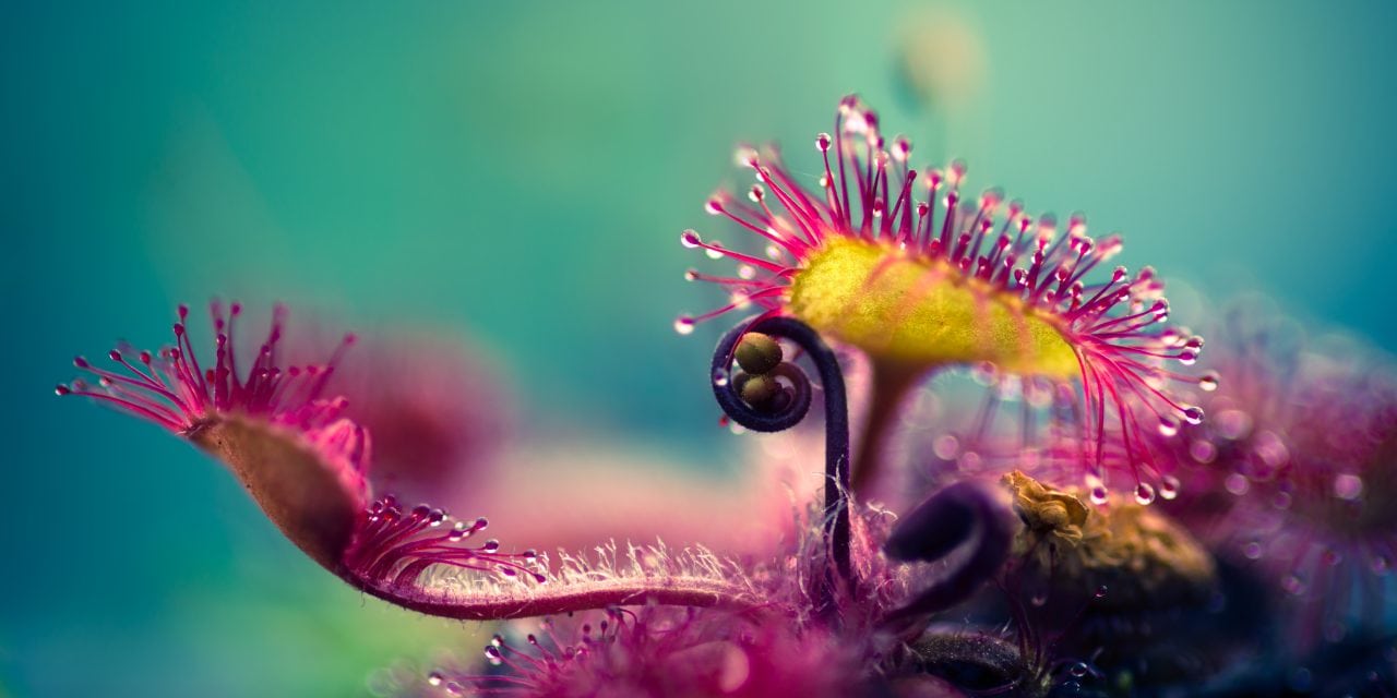 Last Frame: Sundew Study