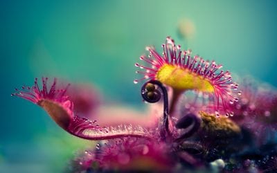 Last Frame: Sundew Study