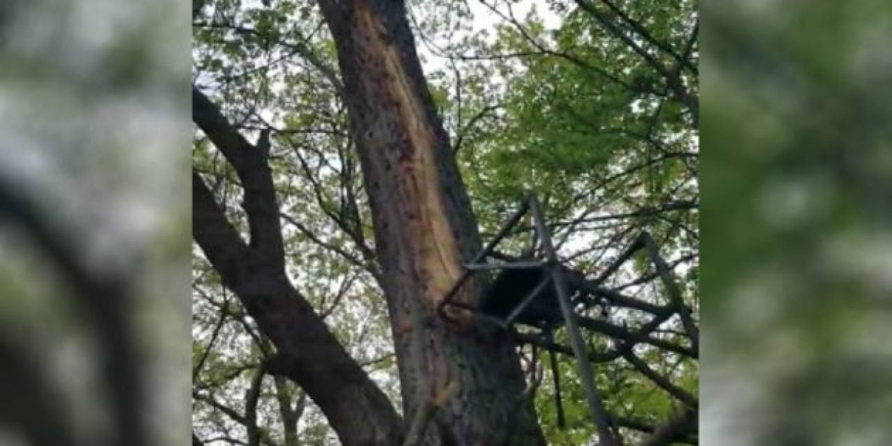 Lightning Destroys Hunter’s Ladder Stand