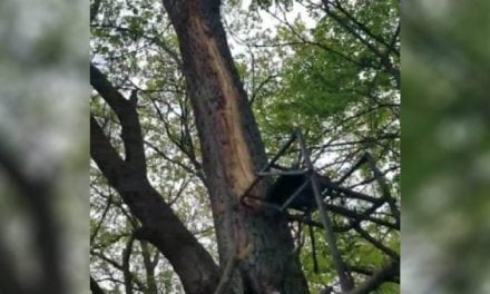 Lightning Destroys Hunter’s Ladder Stand