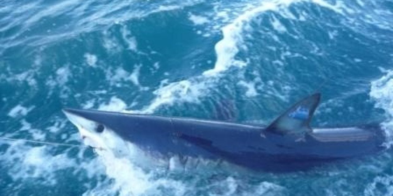 Mako Shark Joins Snowbirds in Migrating Back North