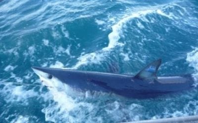 Mako Shark Joins Snowbirds in Migrating Back North