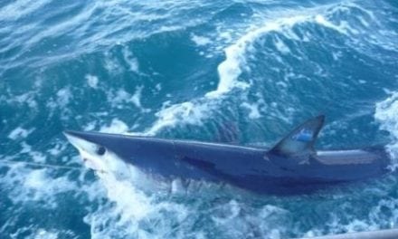 Mako Shark Joins Snowbirds in Migrating Back North