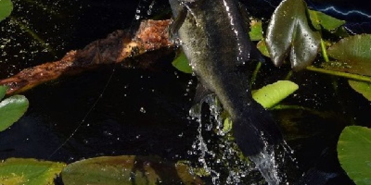 Maryland Initiates Bass Conservation Award