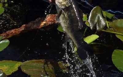 Maryland Initiates Bass Conservation Award