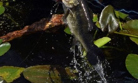 Maryland Initiates Bass Conservation Award