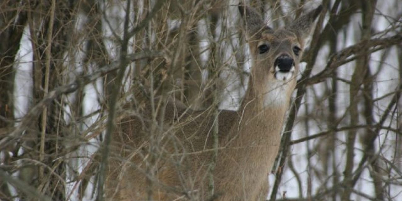 Michigan Bills Aim to Curb the Impact of CWD