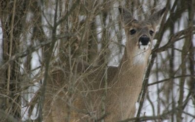 Michigan Bills Aim to Curb the Impact of CWD