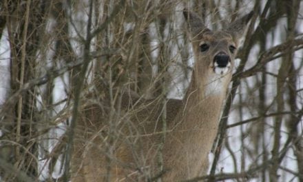 Michigan Bills Aim to Curb the Impact of CWD