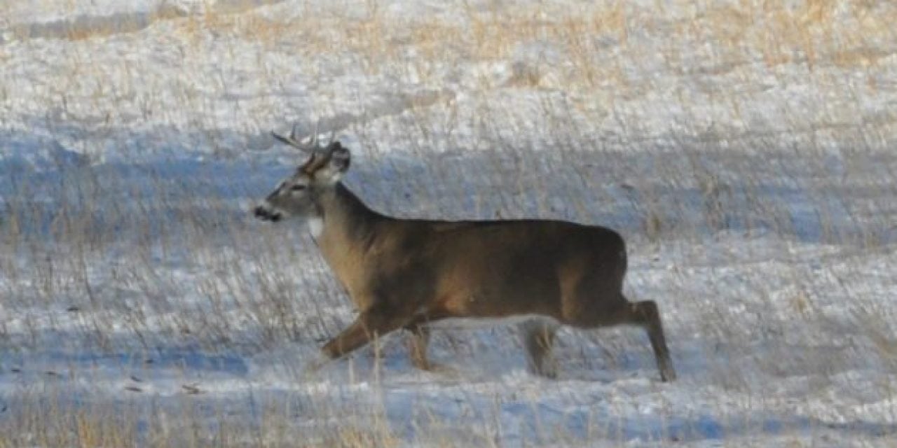 Michigan Lawmakers Make Move to End Ann Arbor’s Deer Sterilization Efforts