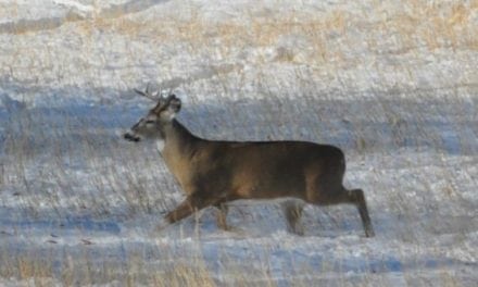 Michigan Lawmakers Make Move to End Ann Arbor’s Deer Sterilization Efforts
