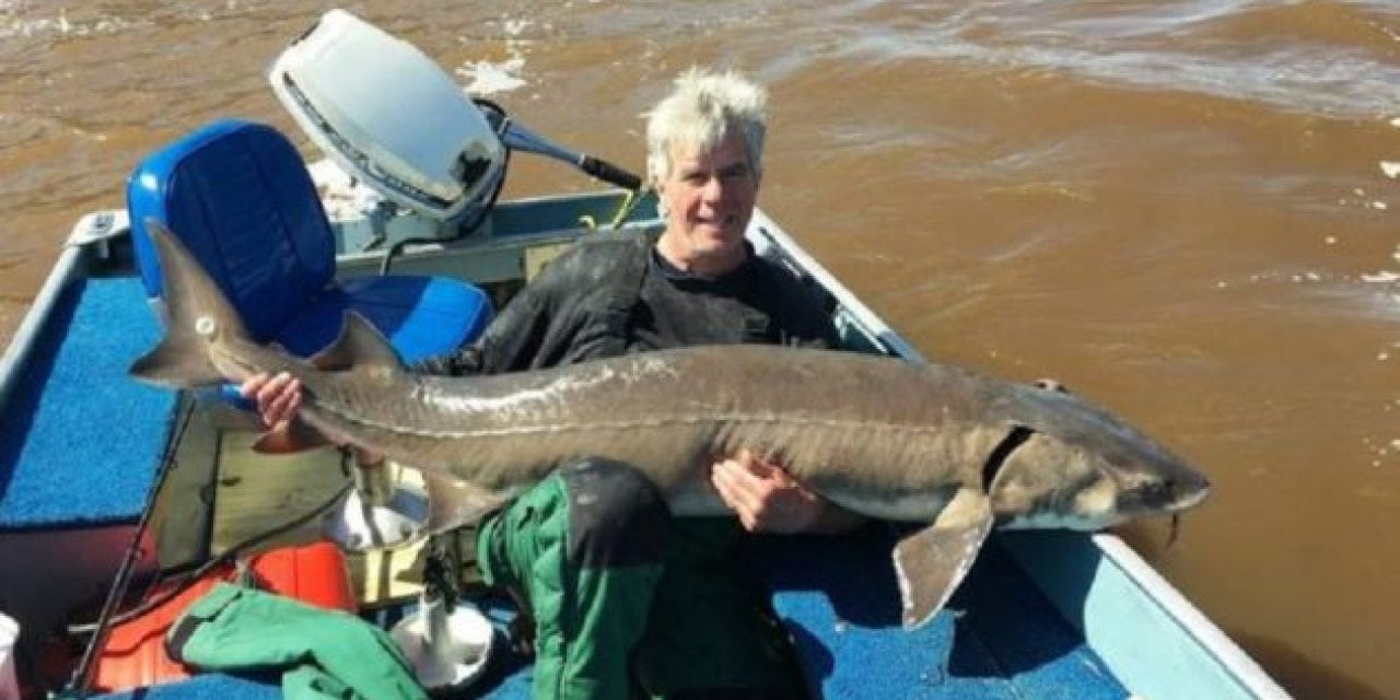 Minnesota Has New Catch-and-Release Lake Sturgeon Record