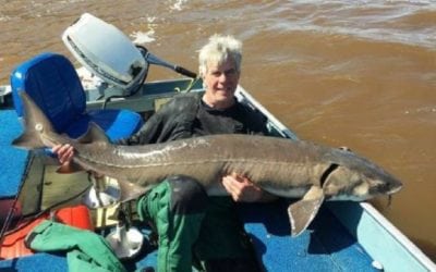 Minnesota Has New Catch-and-Release Lake Sturgeon Record