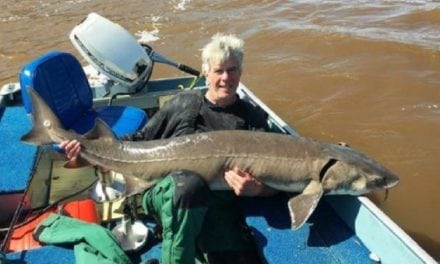 Minnesota Has New Catch-and-Release Lake Sturgeon Record