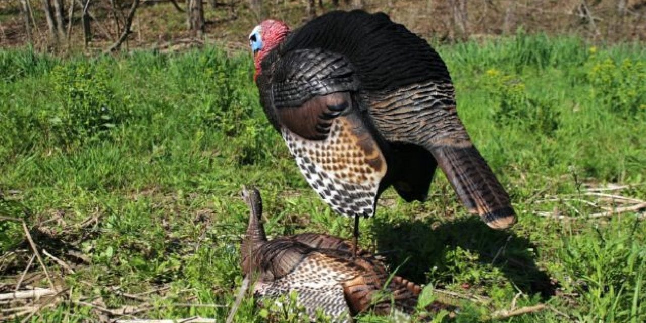 New Dave Smith Decoys Will Put More Longbeards in Your Lap