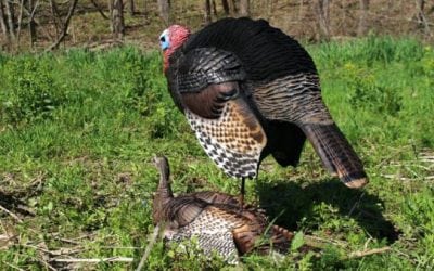 New Dave Smith Decoys Will Put More Longbeards in Your Lap