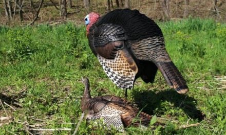 New Dave Smith Decoys Will Put More Longbeards in Your Lap