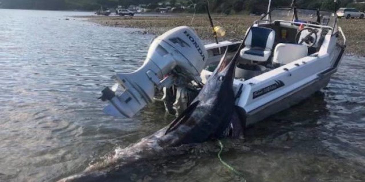 New Zealand Fisherman Hauls In Marlin Bigger Than His Boat
