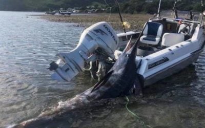 New Zealand Fisherman Hauls In Marlin Bigger Than His Boat
