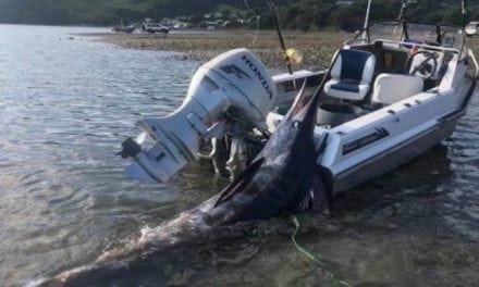 New Zealand Fisherman Hauls In Marlin Bigger Than His Boat