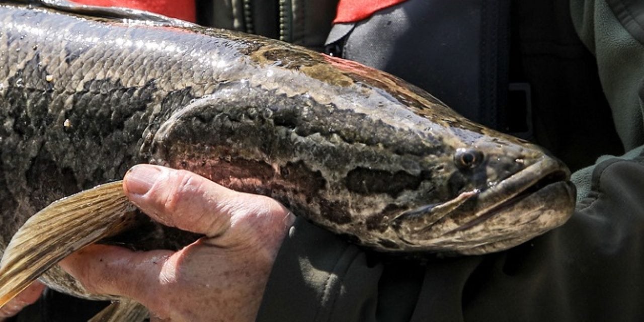 Northern Snakehead Found in Lakeview Reservoir