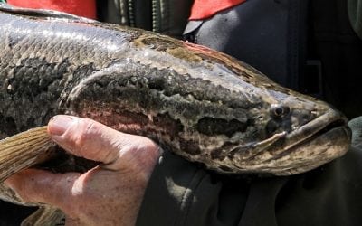 Northern Snakehead Found in Lakeview Reservoir