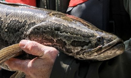 Northern Snakehead Found in Lakeview Reservoir