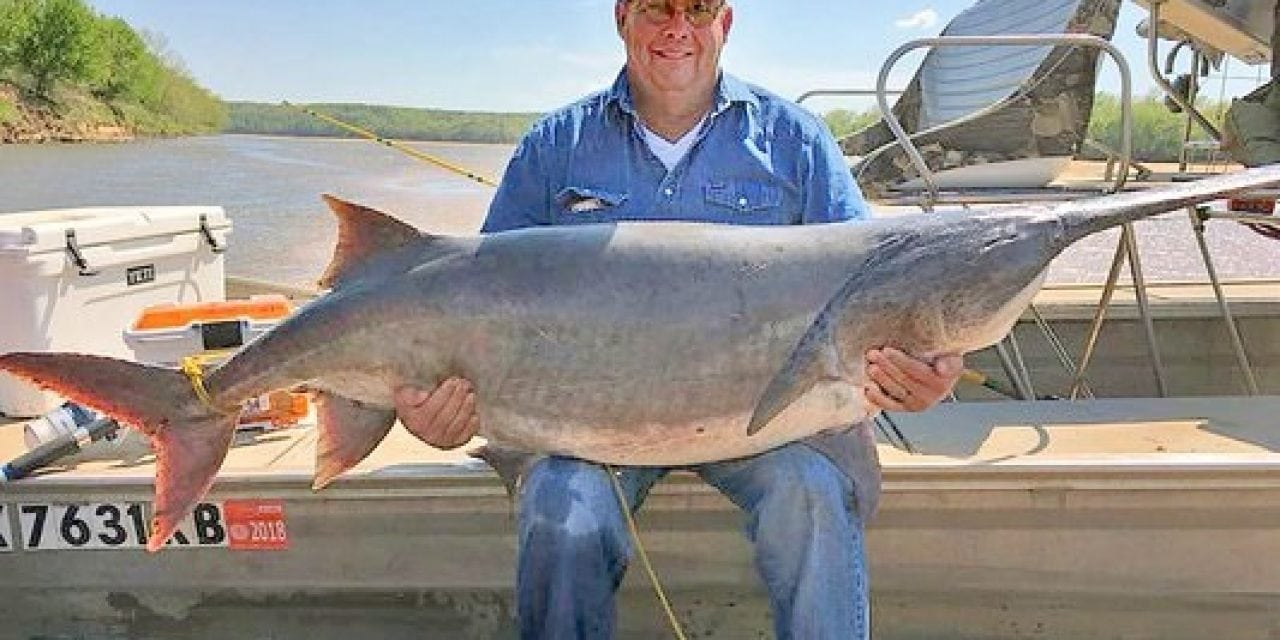 Oklahoma Man Snags New State Record Paddlefish