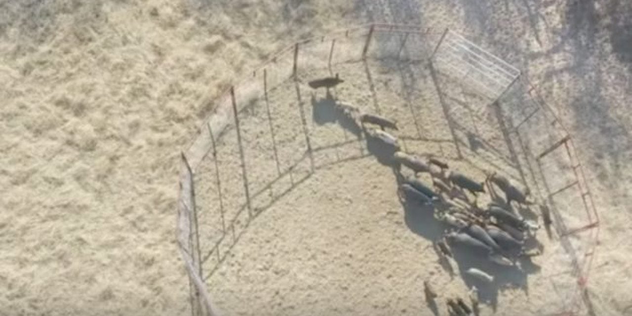 One Trap Captures More Than 50 Hogs in Texas