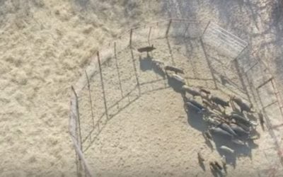 One Trap Captures More Than 50 Hogs in Texas