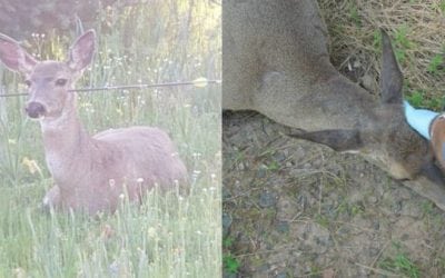 Oregon Officials Remove Arrows from Two Deer, Poachers Responsible Still at Large