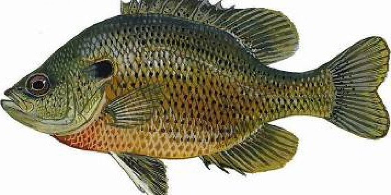 Panfish Fishing Tips From Florida Fish and Wildlife