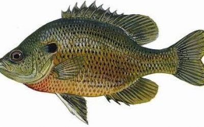 Panfish Fishing Tips From Florida Fish and Wildlife