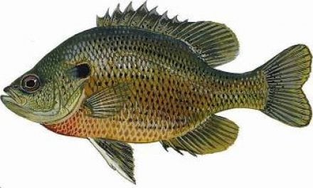 Panfish Fishing Tips From Florida Fish and Wildlife