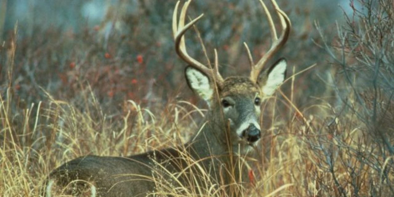 Pennsylvania Deer Hunters Had a Banner Year Last Season