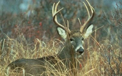 Pennsylvania Deer Hunters Had a Banner Year Last Season