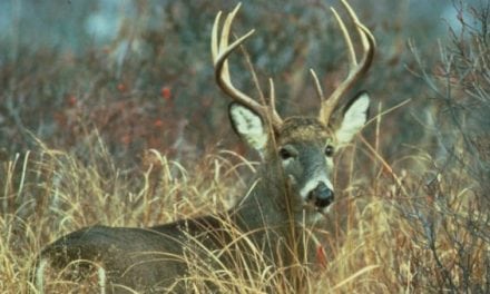 Pennsylvania Deer Hunters Had a Banner Year Last Season