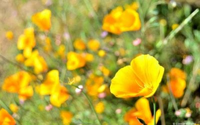 Photo Of The Day By Connie Shearer