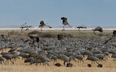 Photo Of The Day By Gail Edelen